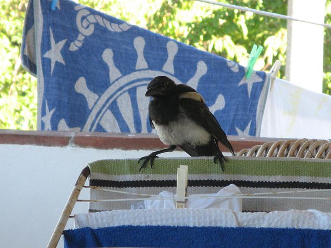 Avifauna humor